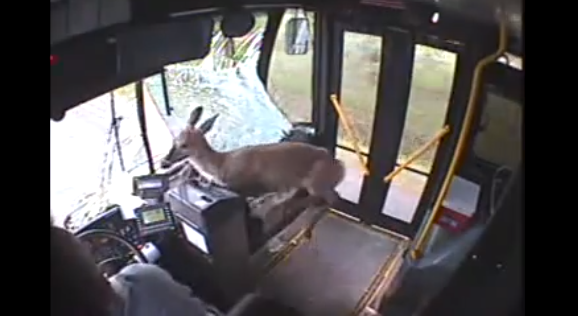 Sedan försöker hjorten hitta en väg ut ur bussen. 